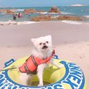 가곡8공원 | 삼척 애견동반여행지 TOP 10 캠핑 브이로그로 즐기기