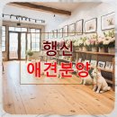 행신동물병원 | 행신 애견분양 지역 정보와 장기적 만족을 위한 선택법