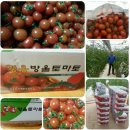 도식농장 Daum카페