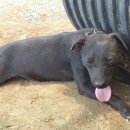 오뉴월개팔자 이미지