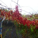 금곡농약 이미지