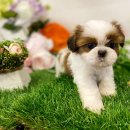 도그마루 강아지 고양이 성남분당점 이미지