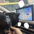 서일동물병원 이미지