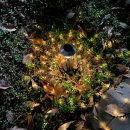 빛의 숲 이미지