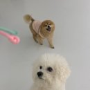 하이멍멍 이미지