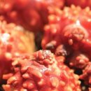 멍게수하식수산업협동조합 이미지