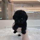 폼스키 | 송파 강아지분양, 레드폼스키 분양 후기