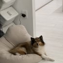 세즈폴댄스 이미지