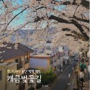 시영아파트 경로당 | 나만 알고 싶은 부산 벚꽃 명당, 개금벚꽃길 일본 감성 낭낭한 곳 발견!