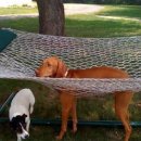 똥꼬발랄 이미지