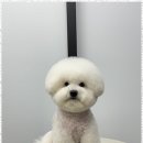 오쿠숑 이미지