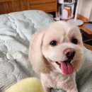 포동펫살롱 이미지