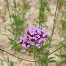 비발디모텔 이미지