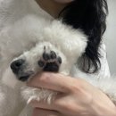 견생의하루 펫살롱 일산본점 이미지