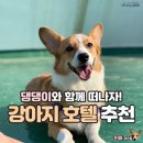 강아지 호텔 이미지