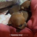 카사노바 에리켄넬 이미지