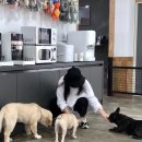 포레스트멍