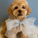 살롱드 베베 이미지