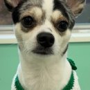 해피애견 미용실 이미지