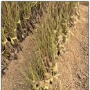 대청농원 이미지