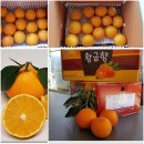 신효동-22 | 설 선물용 한라봉 감귤 레드향 황금향 상품 및 가격 감귤노리터