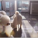 #아름답개 이미지