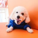 하프잇댕 이미지