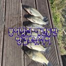 붕어의 신 실내낚시터 | 애견동반 낚시터 후기 (방갈로 있음 / 주차 바로 앞 가능)