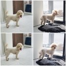 빼어나개 네이버블로그