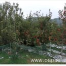 파파스팜 이미지