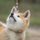 이루다 동물메디컬센터 이미지