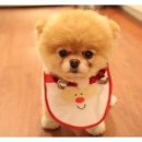 25시종합동물병원 이미지