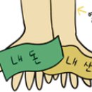 앙팡드포레 이미지