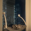 내돈내산 ‘요기쏘 벽 부착 해먹’ 사용 후기