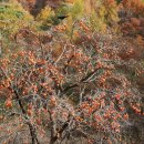 유기택「나무」 이미지