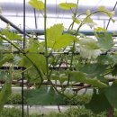 도순농장 이미지