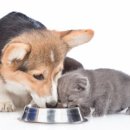 개와고양이 이미지