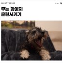 개님살롱 이미지