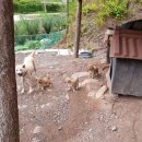 풍산농장 이미지