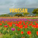 양산 황산공원 튤립 미니기차 캠핑장 예약 부산 근교 아이와 갈만한곳