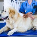 왕십리동물병원 이미지