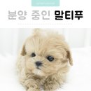 AMI PET 이미지