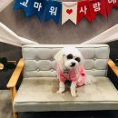 애견호텔1번가 이미지