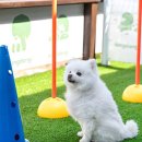 강릉댕댕이애견펜션블루 이미지