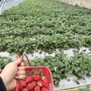 대련농장 이미지