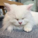 꽁냥꽁냥 | 공릉동 아이와 가볼만한 곳 꽁냥꽁냥 고양이카페 방문후기