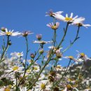 구절초 테마공원 제2주차장 이미지