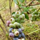 미륵산계곡꿈의궁전마을 이미지