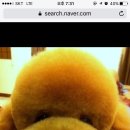 페츠업 동물병원 이미지