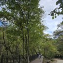 황금코다리영광점 | 용문산 용문사맛집 새미원 고등어 생선구이 양평진선미가